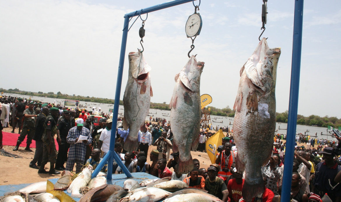 Argungu fishing festival