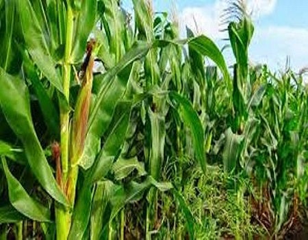 Lagos State Government Provides Maize Seedlings to Farmers to Improve Harvest