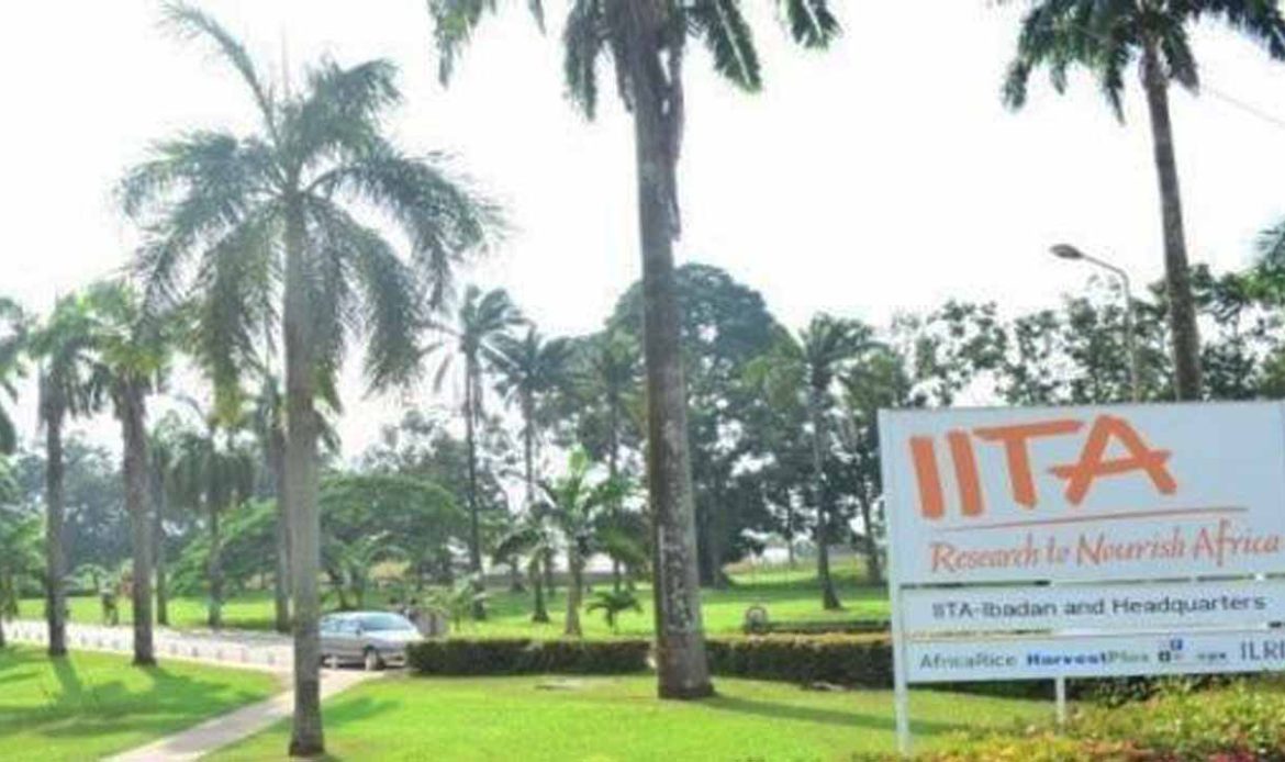 The IITA Forest Centre, Ibadan
