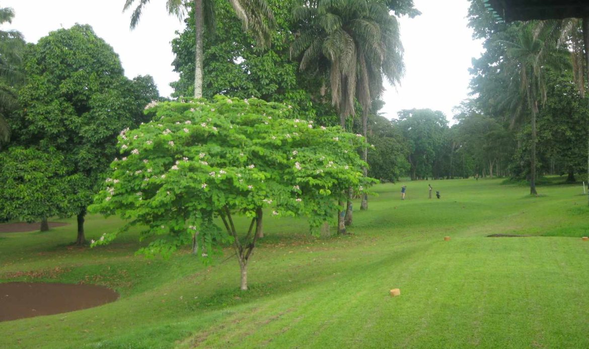 The IITA Forest Centre, Ibadan