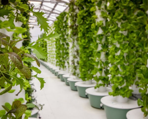 Samson Ogbole is Establishing Aeroponics in the Nigerian Agricultural Landscape