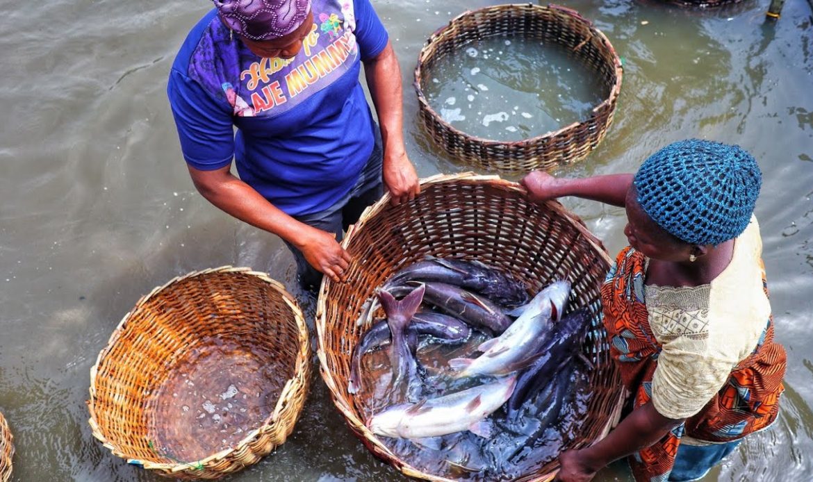 The Ancient Tradition of Epe Fish Market where only Women Trade 