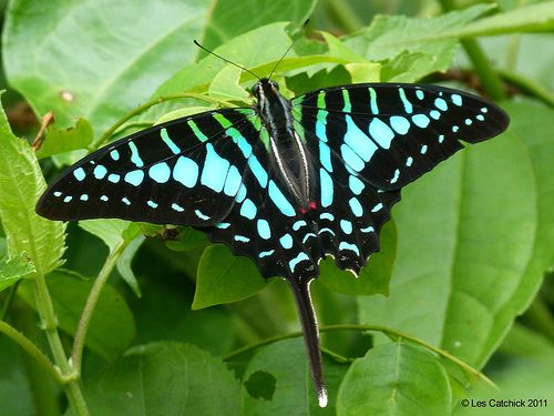 Eight Magnificent Butterflies of Nigeria