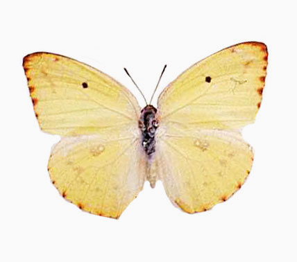 Catopsilia Florella butterfly