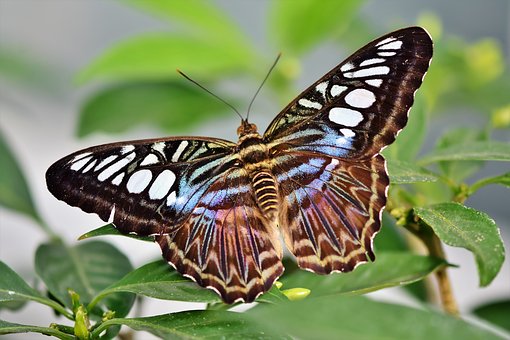 Eight Magnificent Butterflies of Nigeria