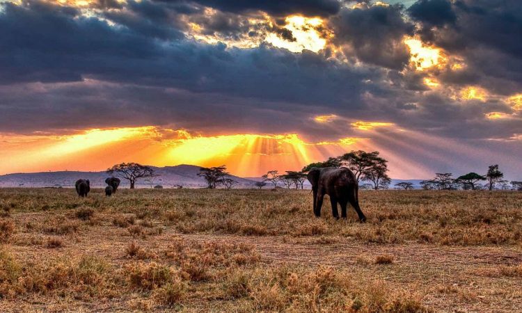 Best Times to Visit Different Regions in Africa