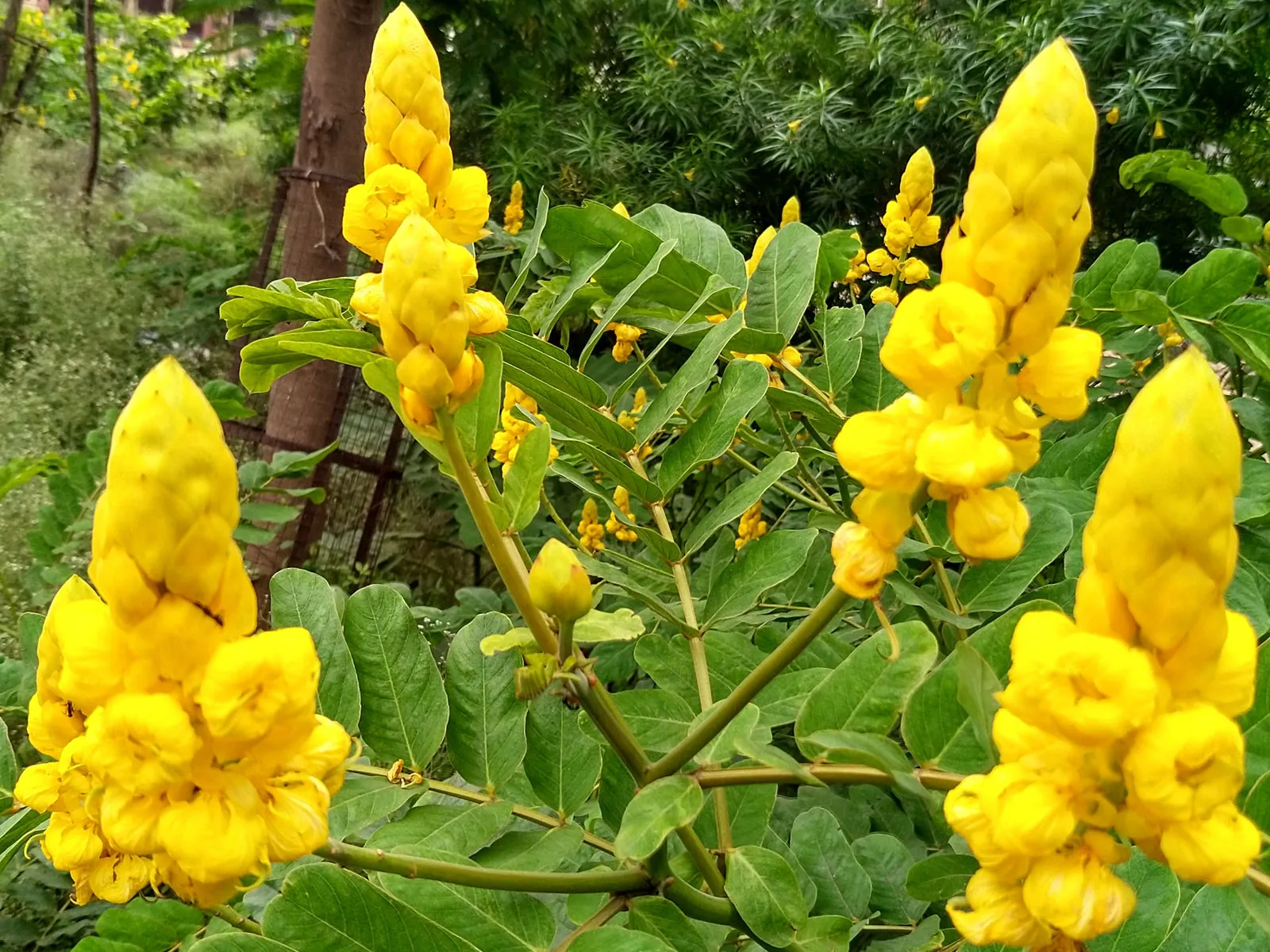 Key Medicinal Plants in West African Healing Traditions