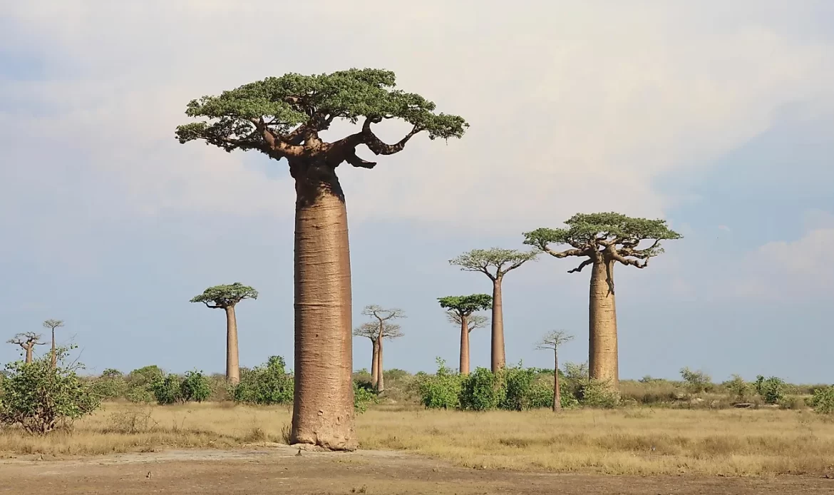 Key Medicinal Plants in West African Healing Traditions