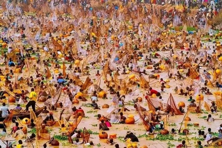 What Do You Really Know About the Argungu Fishing Festival?