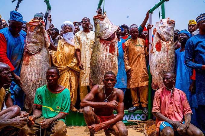 What Do You Really Know About the Argungu Fishing Festival?
