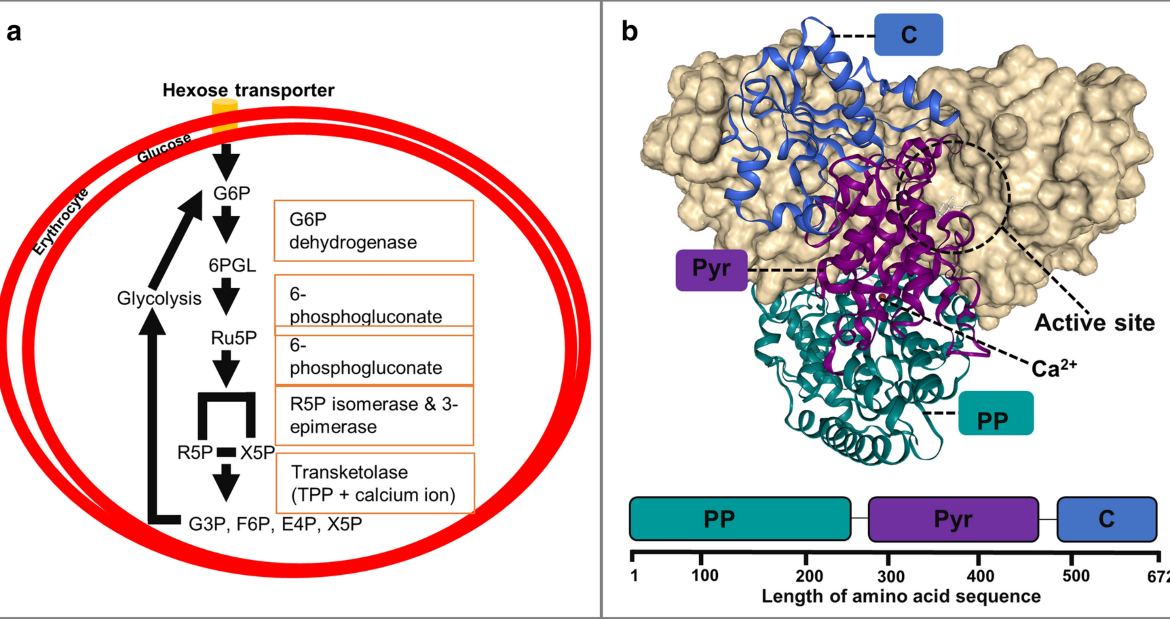Nigerian Scientists Break New Ground in Global Malaria Drug Research