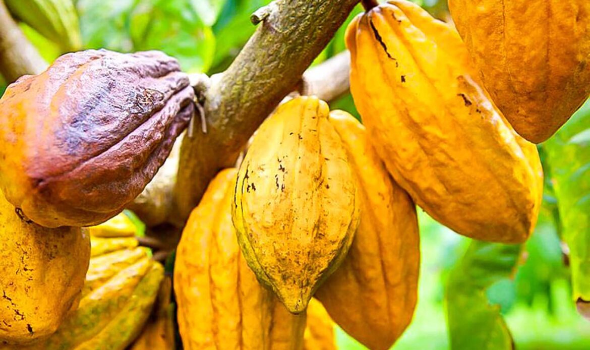 Did You Know Côte d’Ivoire Produces the Most Cocoa in the World?