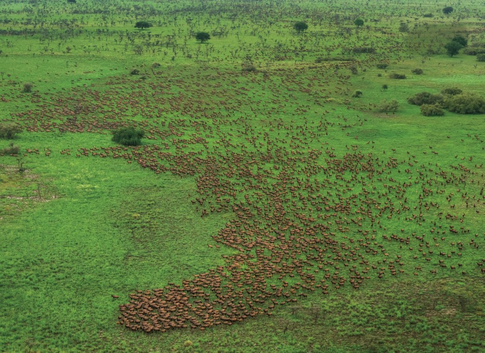 The Largest Migration on Earth Isn't Where Most People Think