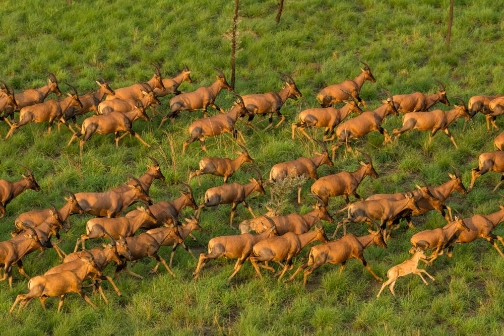 The Largest Migration on Earth Isn't Where Most People Think