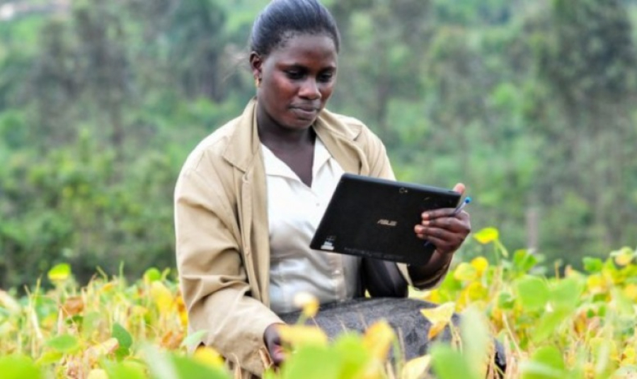 Zimbabwe's Maminda Is Using AI to Transform Smallholder Farming